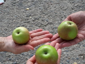 The Biointernet Summer Expedition 2017, Russia