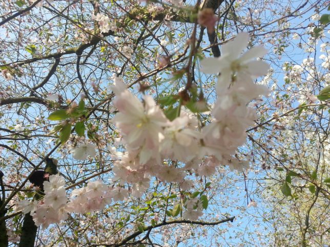 Flower's Expedition 2018