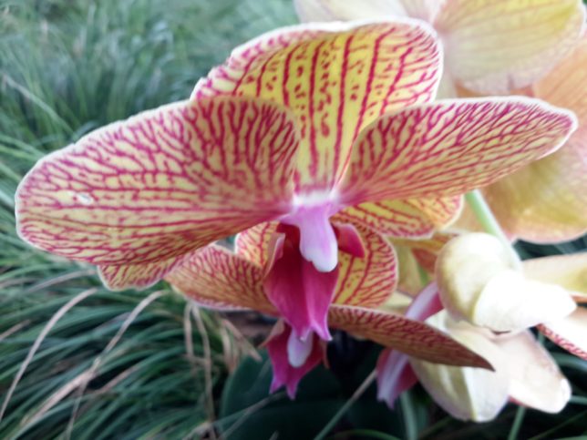 Flower's Expedition 2018