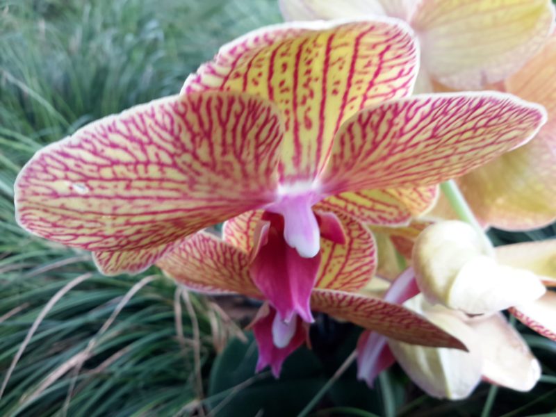 Flower's Expedition 2018