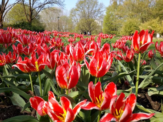 Flower's Expedition 2018